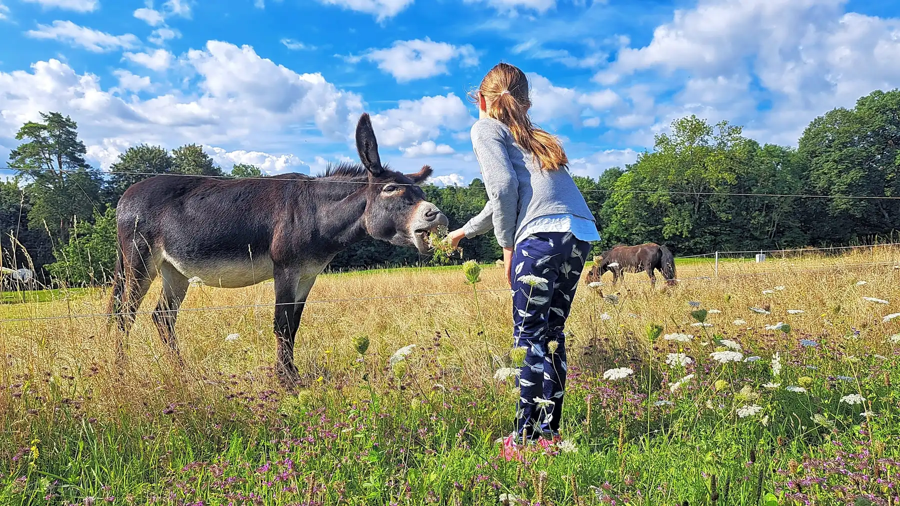 Camping Freizeitpark Schüttehof, Tyskland